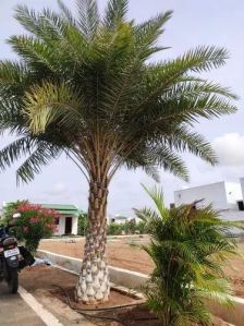 6 Feet Date Palm Tree