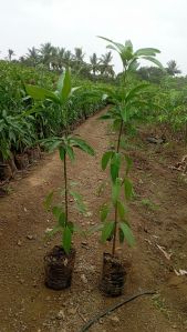 Miyazaki Mango Plant