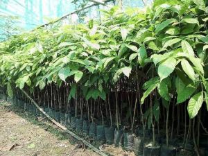 African Mahogany Plants