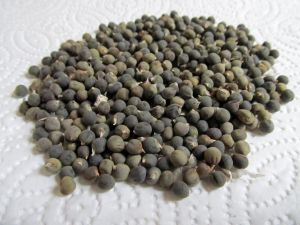 Bhindi Seeds