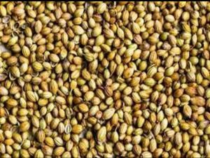 Coriander Seeds