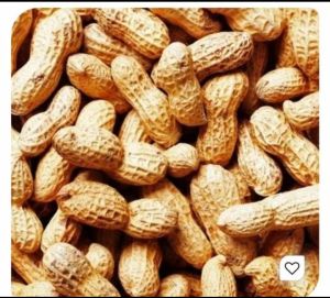 Groundnut