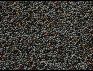 Mustard Seeds