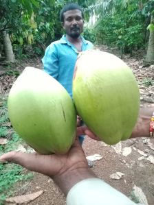 Tender Coconut