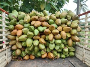 Tender Coconut