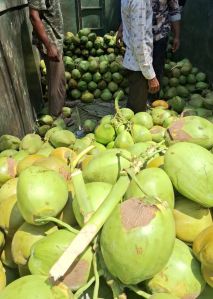 Tender Coconut