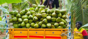 Green Tender Coconut