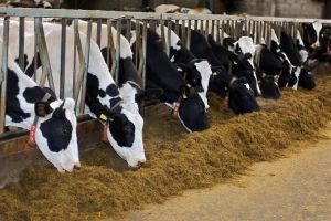 Dairy Cattle Feed