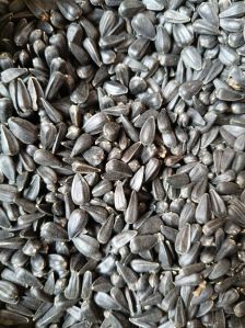 sunflower Seed