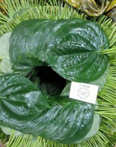 Betel Leaves