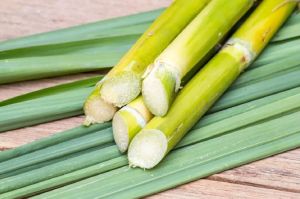 Sugarcane