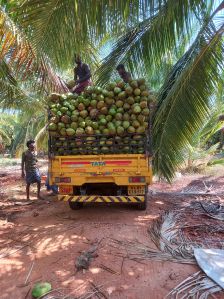 Tender Coconut