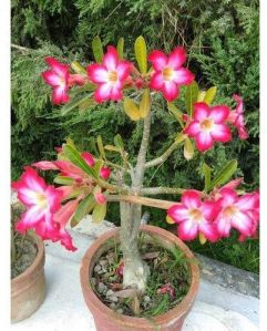 Adenium Plant