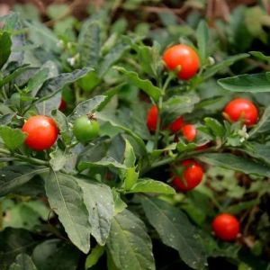 Ashwagandha Medicinal Plant