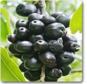 Black Jamun Plant