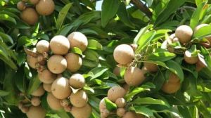 Brown Cricket Ball Sapota Plant