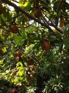 Chiku Fruit Plant