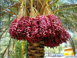 Date Palm Plants