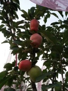 Full Sun Exposure Red Apple Plant