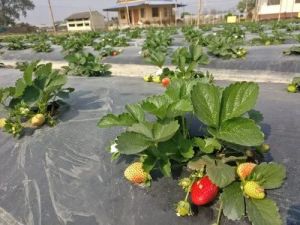 Full Sun Exposure Strawberry Plant