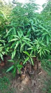 Hapus Mango Plant