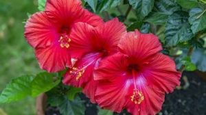 Hibiscus Plant