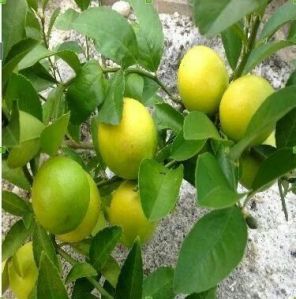 Kagzi Lemon Plant