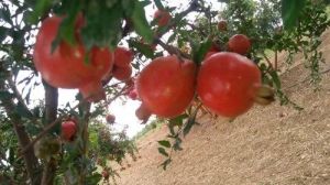 Kandhari Pomegranate Plant