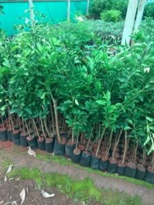 Lemon Plants