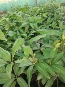 Mallika Mango Plant