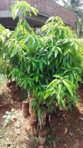 Natural Mango Plant