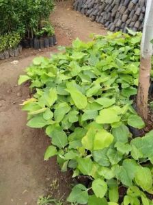 Natural Fig Plant