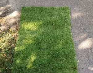 Natural Lawn Grass