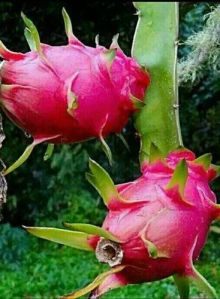 Pink Dragon Fruit Plant