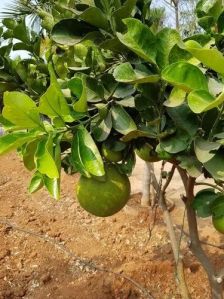 Rangpur Mosambi Fruit Plant