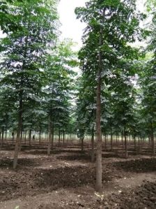 Red Sandalwood Plant