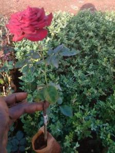 Rose Flower Plant