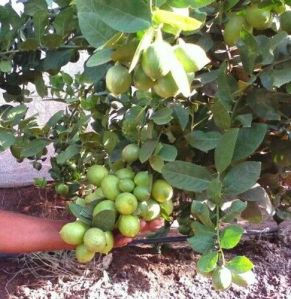 Seedless Lemon Plant