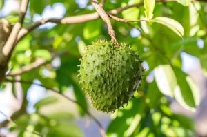 Soursop Fruit Plant