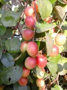 Sundari Apple Ber Plant