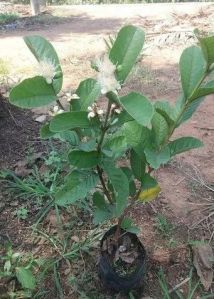 Taiwan Pink Guava Plant