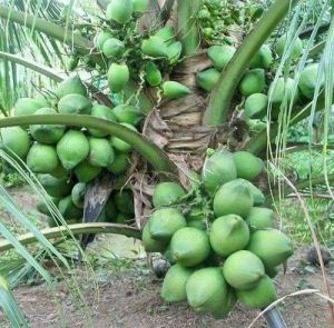 Well Drained Coconut Plant