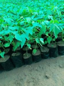 Well Watered Green Berry Papaya Plant