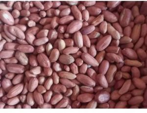 Bold Groundnut Seeds