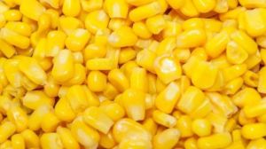 Corn Ddgs