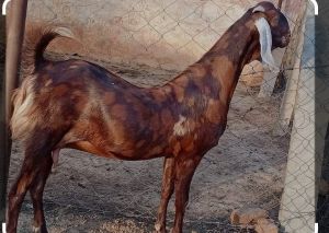 Brown Sirohi Female Goat