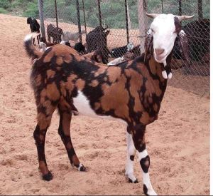 Gujari Male Goat