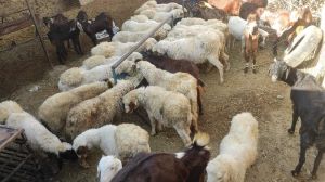 White Avishaan Sheep