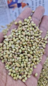 Coriander Seeds