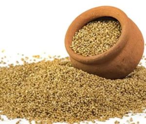 Browntop Millet